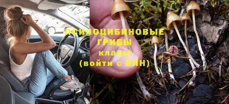 Псилоцибиновые грибы Psilocybe  как найти закладки  Шагонар 